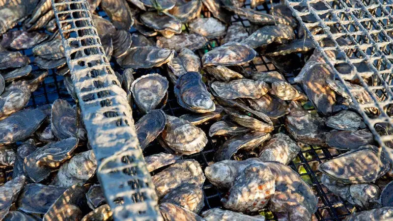 American Bullfrogs May Hold Key to Shellfish Poisoning Antidote