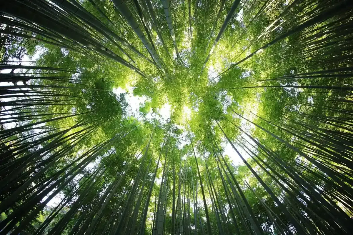 Sustainability Demands Legal System Overhaul