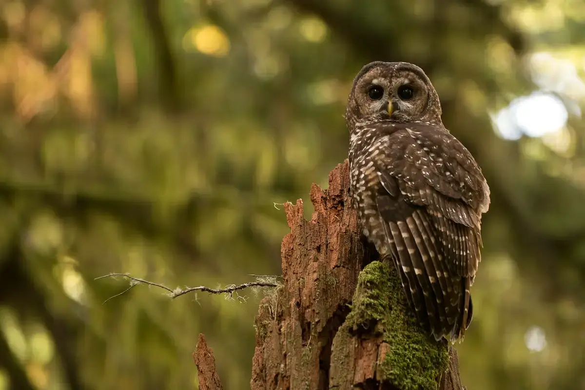 Trump Announces Rollback of Endangered Species Protections