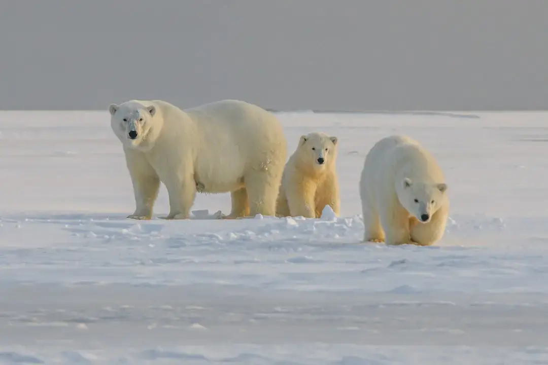 Warming Arctic Could Become Key Commercial Route Amid Middle East Tensions