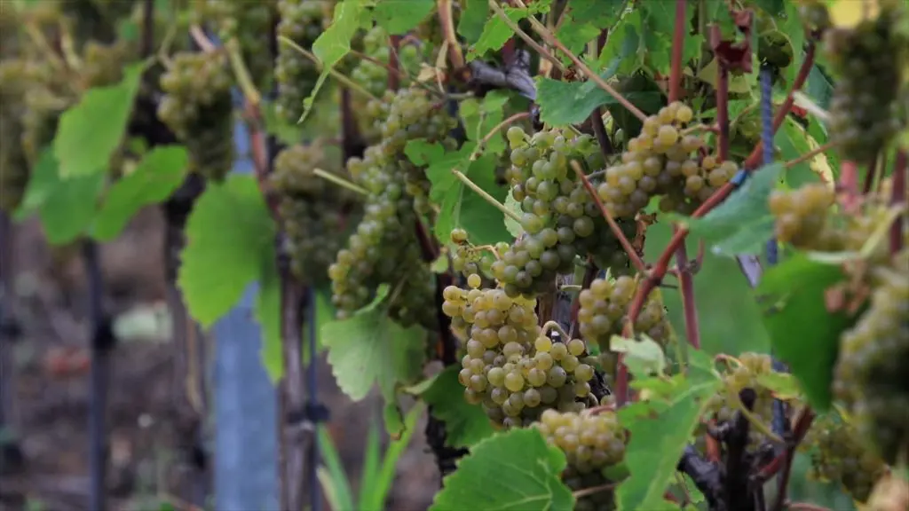 Rising Temperatures Transform Swedish Vineyards into Global Contenders
