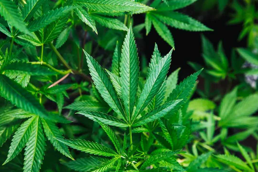 Scientists Discover Brain Cells That Explain Why Cannabis Can Trigger Anxiety